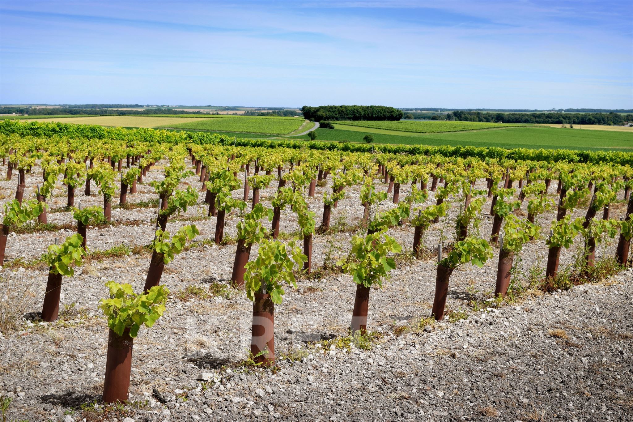 Exceptional Wine Estate – 70 hectares in the heart of the Cognac region