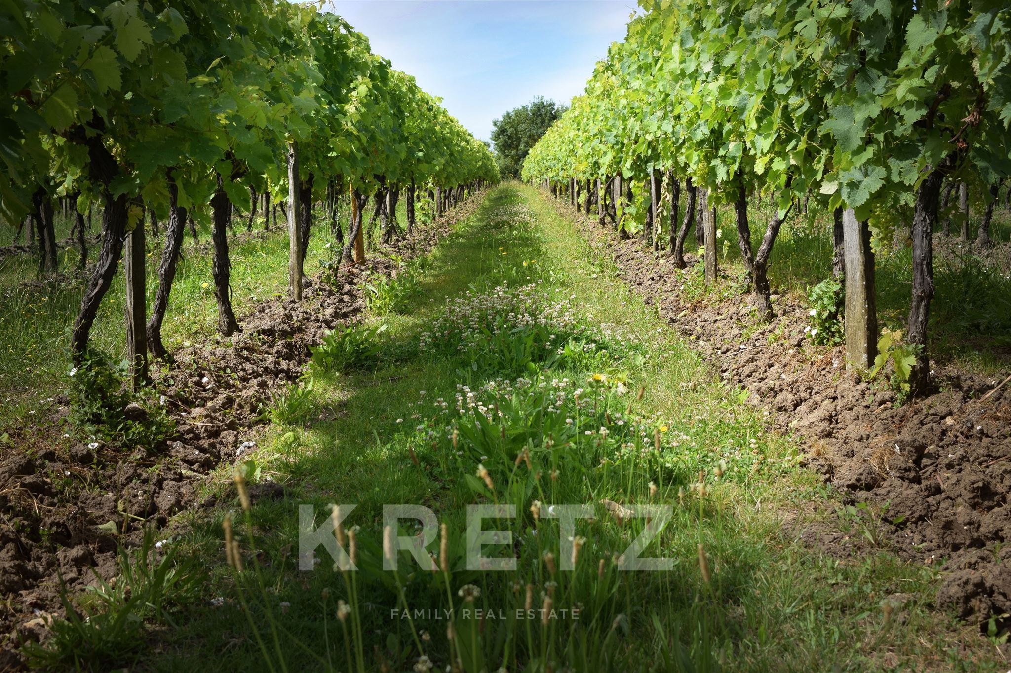 Exceptional Wine Estate – 70 hectares in the heart of the Cognac region