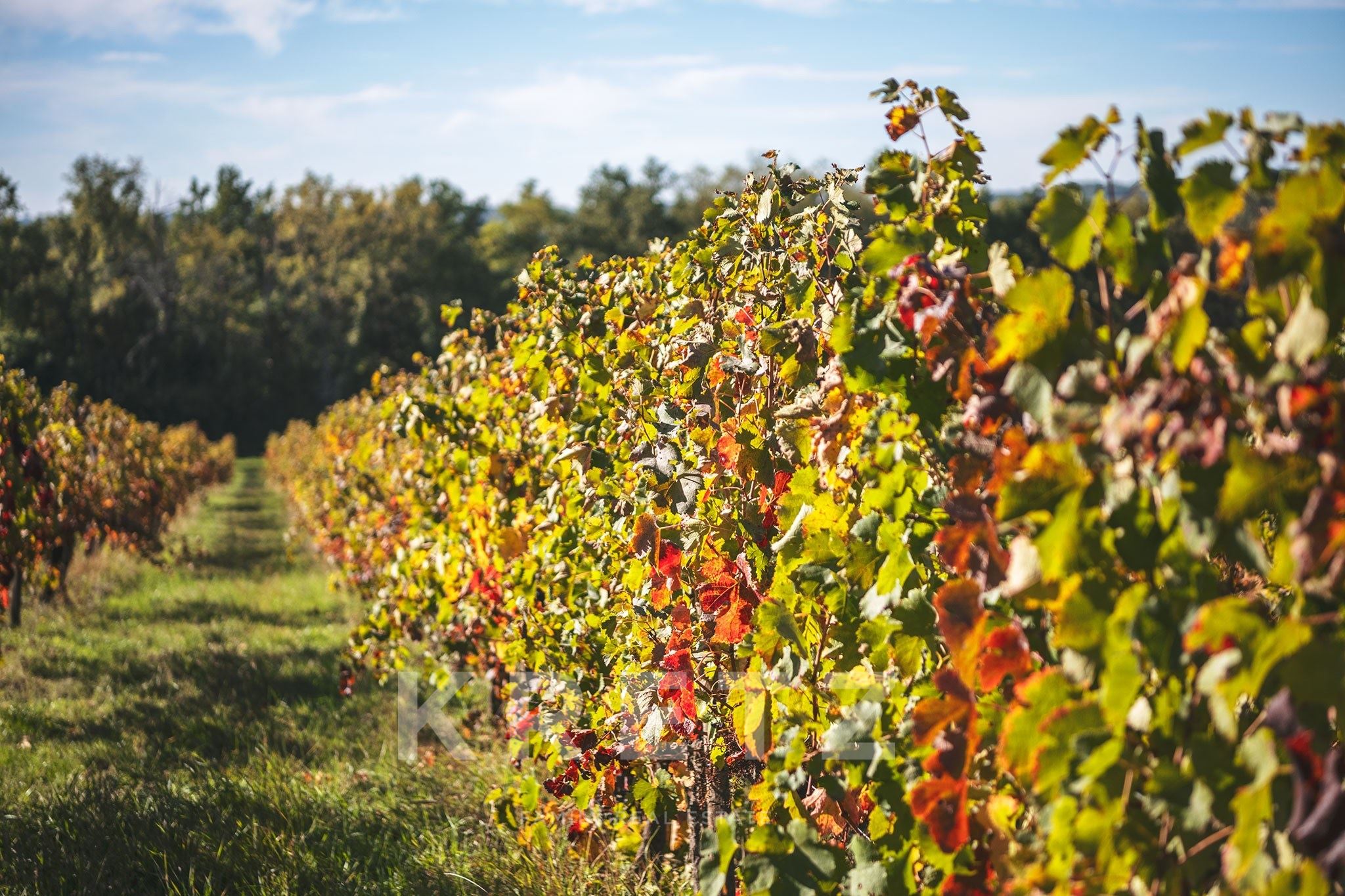 1,300 m² property in the heart of the Bordeaux vineyards, set on 111 hectares including 80 hectares 